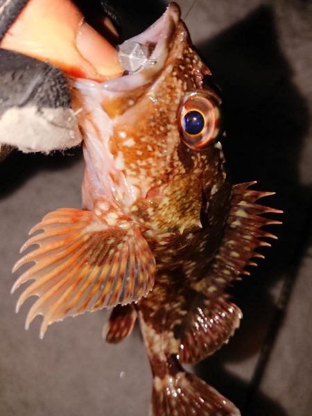 大雪警報発令中の中で